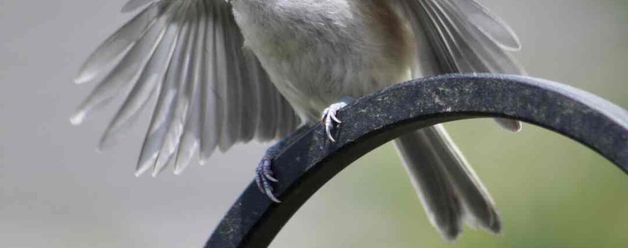 Wie das Zwitschern der Vögel die Seele beflügelt