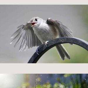 Wie das Zwitschern der Vögel die Seele beflügelt